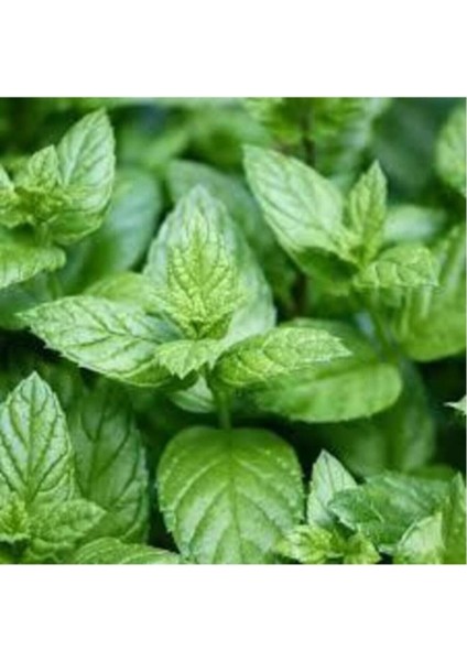 Saksılı Açık Yeşil Nane Fidanı 10-20 cm
