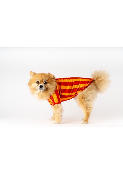 Köpek Kedi Taraftar Forma modelleri