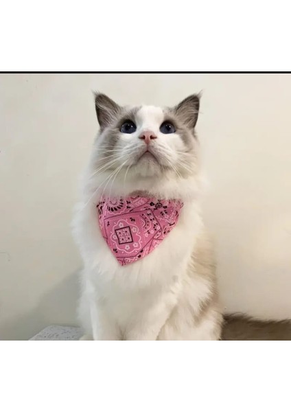 Üçgen Şeklinde, Ayarlanabilir Kedi ve Köpek Boyun Bandanası Su Yeşili Renk fırsatları