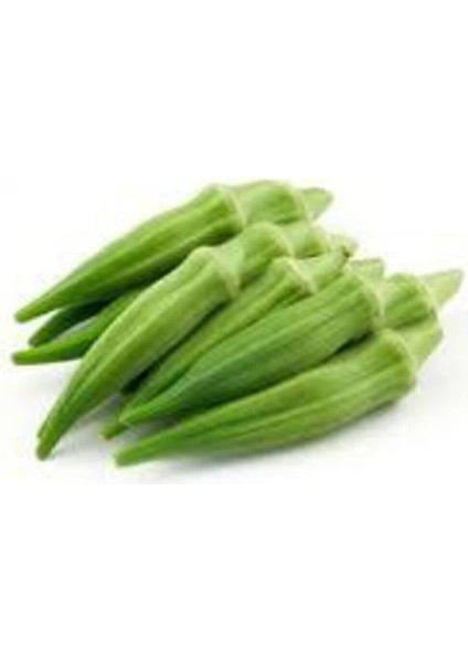 20 Adet Tohum Sultani Bamya Tohumu Saksı Toprak Sürpriz Hediye Tohum