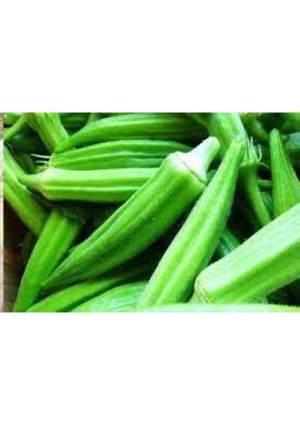 20 Adet Tohum Sultani Bamya Tohumu Saksı Toprak Sürpriz Hediye Tohum modelleri