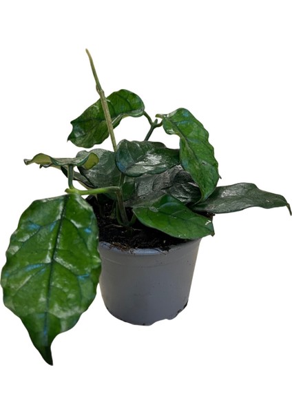 Hoya Villosa (Mum Çiçeği)