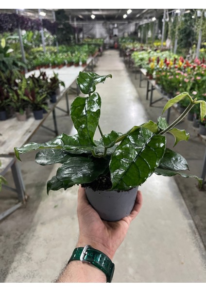 Hoya Villosa (Mum Çiçeği) modelleri