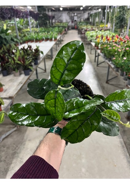 Hoya Villosa (Mum Çiçeği) fırsatları