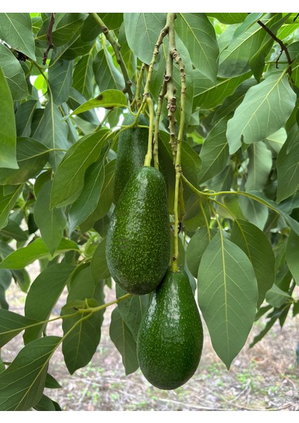 10’lu (200GR Üzeri)Alanya Avakado