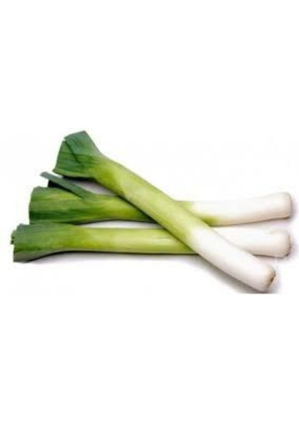 50 Adet Tohum Bursa Inegöl Pırasa Tohumu Prasa Tohumu Süpriz Hediye Sebze Tohumludur