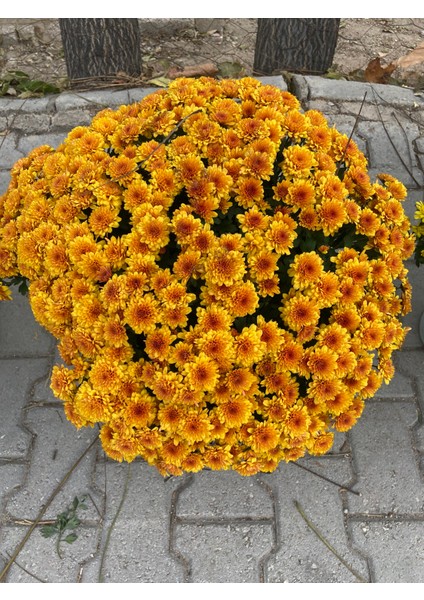 Büyük Saksılı Turuncu Kasımpatı – Bol Çiçekli, Canlı Bahçe ve Balkon Bitkisi