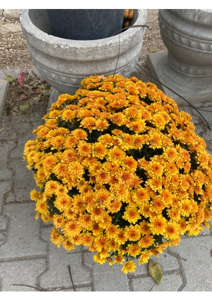 Büyük Saksılı Turuncu Kasımpatı – Bol Çiçekli, Canlı Bahçe ve Balkon Bitkisi fiyatları