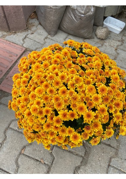 Büyük Saksılı Turuncu Kasımpatı – Bol Çiçekli, Canlı Bahçe ve Balkon Bitkisi modelleri