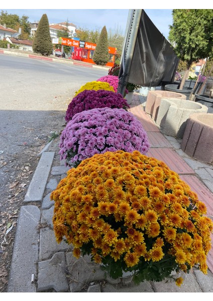 Büyük Saksılı Turuncu Kasımpatı – Bol Çiçekli, Canlı Bahçe ve Balkon Bitkisi fırsatları