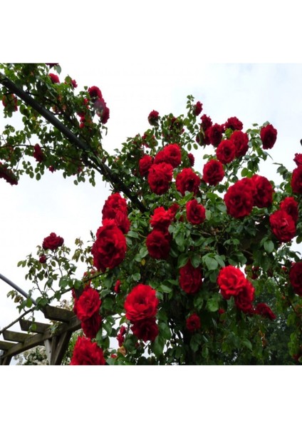 Gül Tohumu Kırmızı Sarmaşık Gül Tohumu 5 Adet Tohum + Saksı Toprak fiyatları