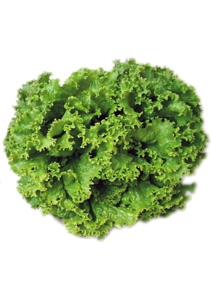 Kıvırcık Samsa Marul Tohumu 100 Adet Tohum