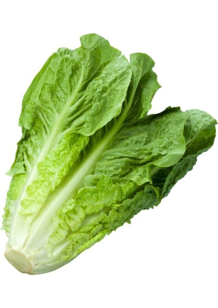 Göbekli Yedikule Marul Tohumu 100 Adet Tohum