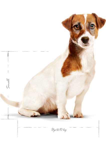 Mını Adult 8 Yaş Ve Üzeri Küçük Irklar Için Kuru Köpek Maması 2kg