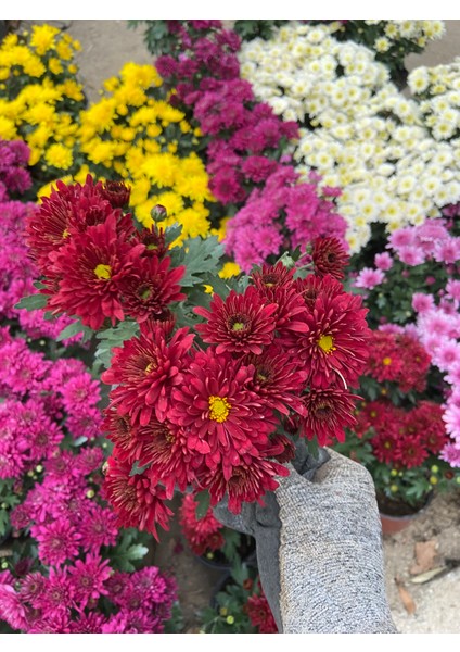 Saksılı Kırmızı Kasımpatı – Canlı Bahçe ve Balkon Çiçeği | Dekoratif, Bol Çiçekli, Güneş Sever Bitki