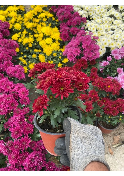 Saksılı Kırmızı Kasımpatı – Canlı Bahçe ve Balkon Çiçeği | Dekoratif, Bol Çiçekli, Güneş Sever Bitki fiyatları