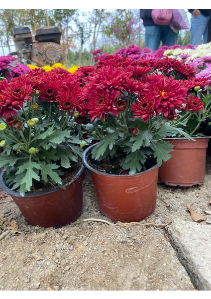 Saksılı Kırmızı Kasımpatı – Canlı Bahçe ve Balkon Çiçeği | Dekoratif, Bol Çiçekli, Güneş Sever Bitki modelleri