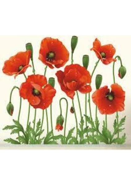 25 Adet Tohum Kırmızı Gelincik Çiçeği Tohumu Sürpriz Saksı Toprak Hediye Bonsai Ağacı Tohumuludur