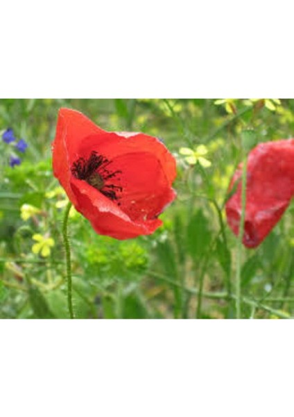 25 Adet Tohum Kırmızı Gelincik Çiçeği Tohumu Sürpriz Saksı Toprak Hediye Bonsai Ağacı Tohumuludur fiyatları