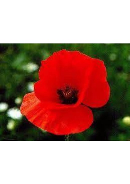 25 Adet Tohum Kırmızı Gelincik Çiçeği Tohumu Sürpriz Saksı Toprak Hediye Bonsai Ağacı Tohumuludur modelleri