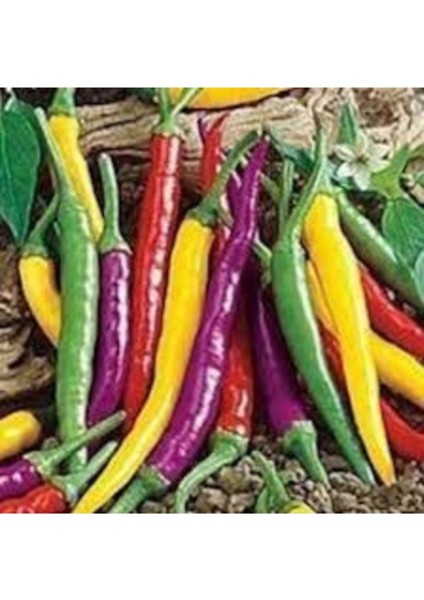 5 Adet Tohum Rengarenk Acı Biber Tohumu
