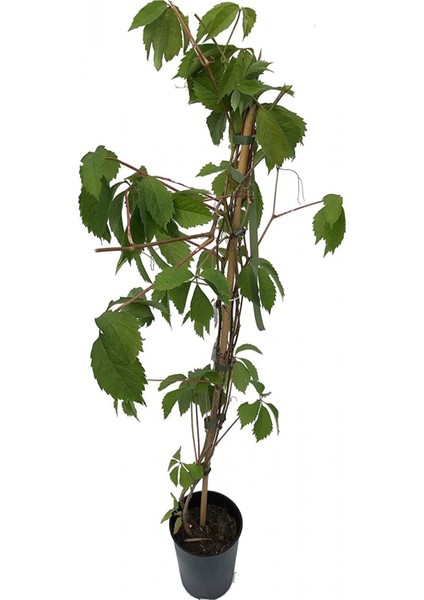 AMERİKAN SARMAŞIĞI 20 ADET - TIRMANICI ÇOK YILLIK BİTKİ fırsatları