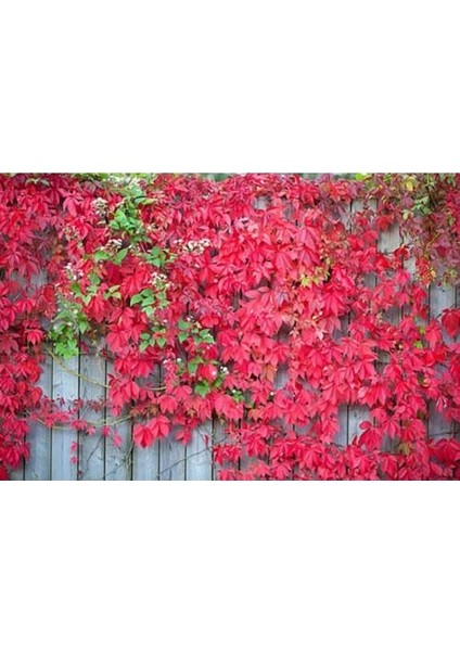 AMERİKAN SARMAŞIĞI 20 ADET - TIRMANICI ÇOK YILLIK BİTKİ indirimleri