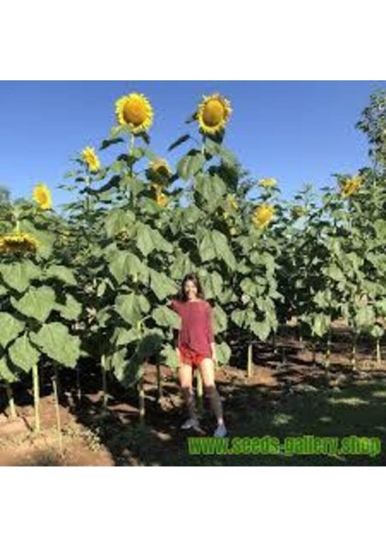 5 Adet Dev Ayçiçeği Tohum Ayçiçeği Çekirdek Tohumu Nadir Ithal Ayçiçeği