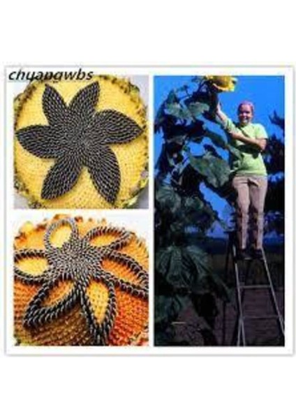 5 Adet Dev Ayçiçeği Tohum Ayçiçeği Çekirdek Tohumu Nadir Ithal Ayçiçeği modelleri