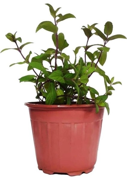 Geniş Yapraklı Yeşil Nane Fidanı 10-20 cm