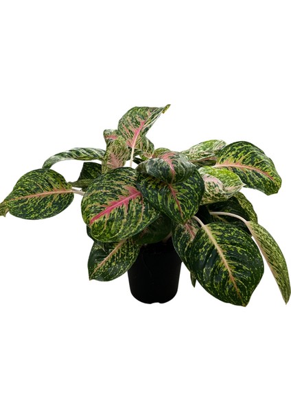 Aglaonema 'spring Red' (Çin Herdemyeşili)