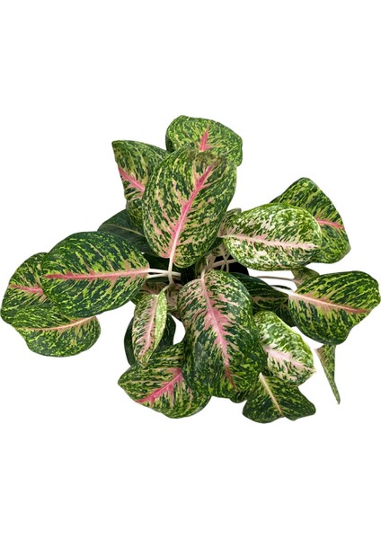 Aglaonema 'spring Red' (Çin Herdemyeşili) fiyatları