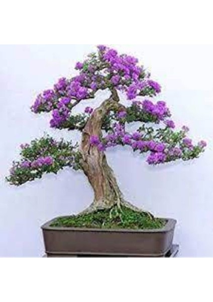 5 Adet Tohum Bodur Jakaranda Bonsai Ağacı Tohumu Sürpriz Hediye Bonsai Ağacı Tohumludur