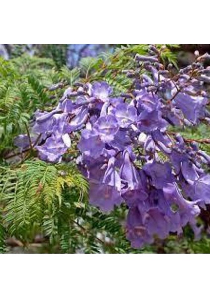 5 Adet Tohum Bodur Jakaranda Bonsai Ağacı Tohumu Sürpriz Hediye Bonsai Ağacı Tohumludur fiyatları
