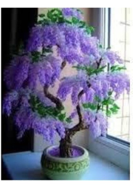 5 Adet Tohum Bodur Jakaranda Bonsai Ağacı Tohumu Sürpriz Hediye Bonsai Ağacı Tohumludur modelleri