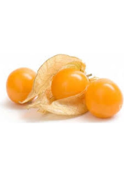 Tohum Tropikal Güney Feneri Altın Çilek Sarı Altın Çilek Tohumu 5 Adet