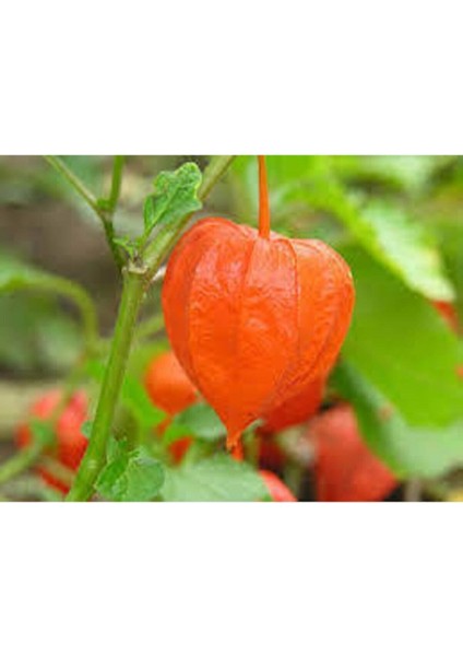 Tohum Tropikal Güney Feneri Altın Çilek Sarı Altın Çilek Tohumu 5 Adet fiyatları