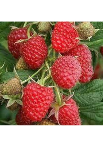 Tohum Kırmızı Ahududu Böğürtlen Tohumu Kırmızı Böğürtlen 40 Adet fiyatları