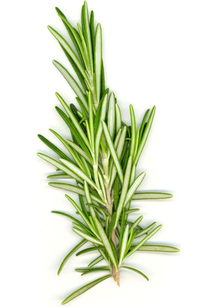 Biberiye Fidanı 3 Adet 10-20 cm modelleri