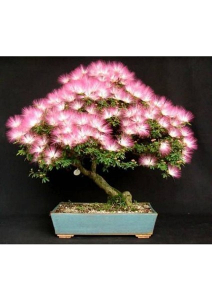 5 Adet Tohum Bodur Bonsai Gülibrişim Ağacı Tohumu Bonzai Tohumu