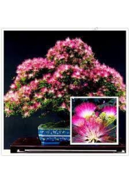 5 Adet Tohum Bodur Bonsai Gülibrişim Ağacı Tohumu Bonzai Tohumu fiyatları