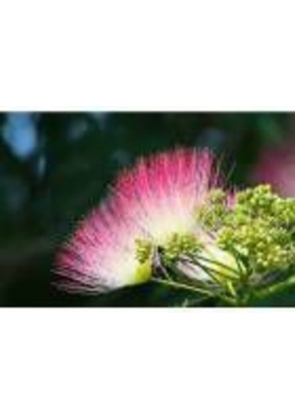 5 Adet Tohum Bodur Bonsai Gülibrişim Ağacı Tohumu Bonzai Tohumu modelleri