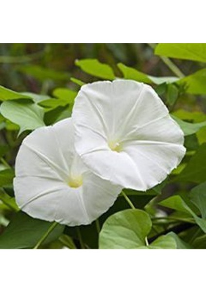 Gece Güzeli Çiçek Tohumu Gece Güzeli Çiçeği TOHUM10 Adet Tohum + Saksı Toprak