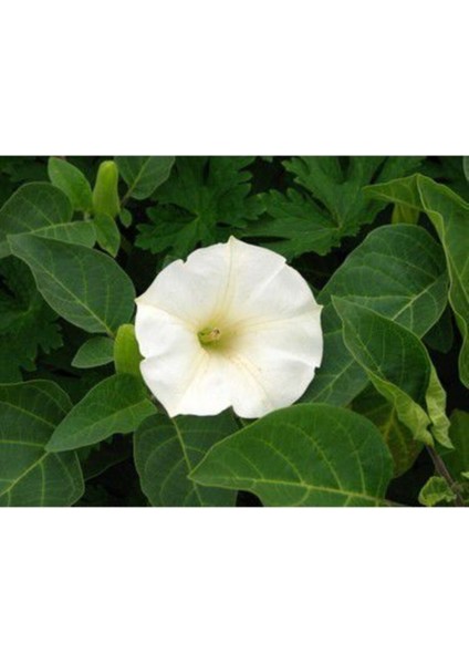 Gece Güzeli Çiçek Tohumu Gece Güzeli Çiçeği TOHUM10 Adet Tohum + Saksı Toprak modelleri