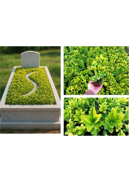 MEZAR - KABİR SARI BİTKİ SETİ - 30 ADET GOLD TAFLAN