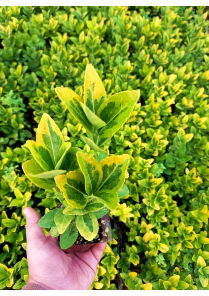 MEZAR - KABİR SARI BİTKİ SETİ - 30 ADET GOLD TAFLAN fırsatları