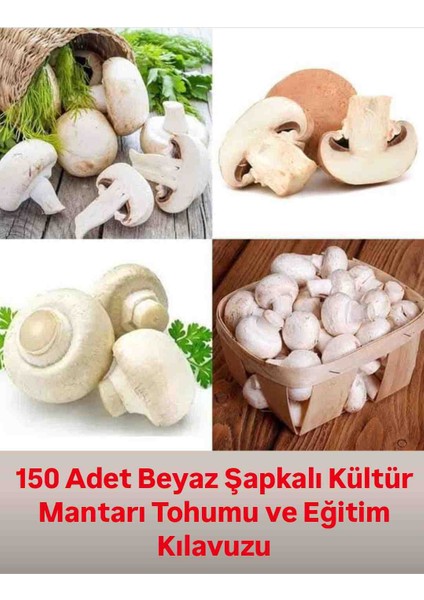 150 Adet Beyaz Şapkalı Kültür Mantarı Tohumu ve Eğitim Kılavuzu