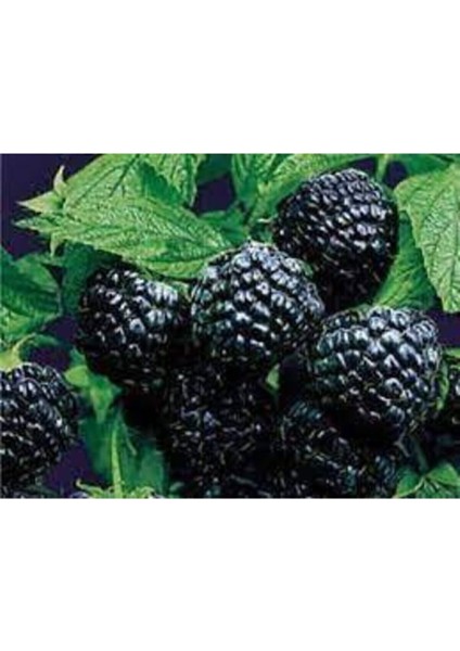 5 Adet Tohum Ithal Nadir Tropikal Ahududu Ahu Dudu Kara Böğürtlen Tohum Süpriz Hediye Tohum fiyatları