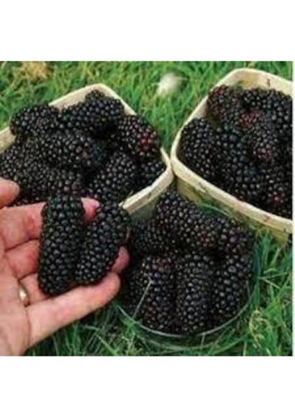 5 Adet Tohum Ithal Nadir Tropikal Ahududu Ahu Dudu Kara Böğürtlen Tohum Süpriz Hediye Tohum modelleri