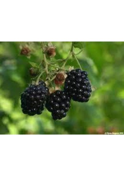 5 Adet Tohum Ithal Nadir Tropikal Ahududu Ahu Dudu Kara Böğürtlen Tohum Süpriz Hediye Tohum fırsatları